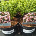 Ruža (Rosea) ´CUTIE PIE´ - výška 10-20 cm, kont. C2L